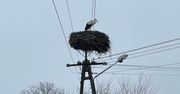 Bociany już wracają? W sieci aż zawrzało. "Po zimie?"