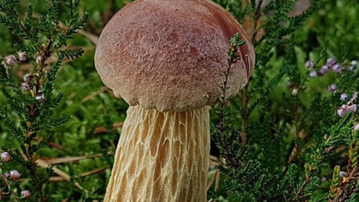 Borowik amerykański pojawił się na Pomorzu. Ta grzybiarzy to nie lada gratka