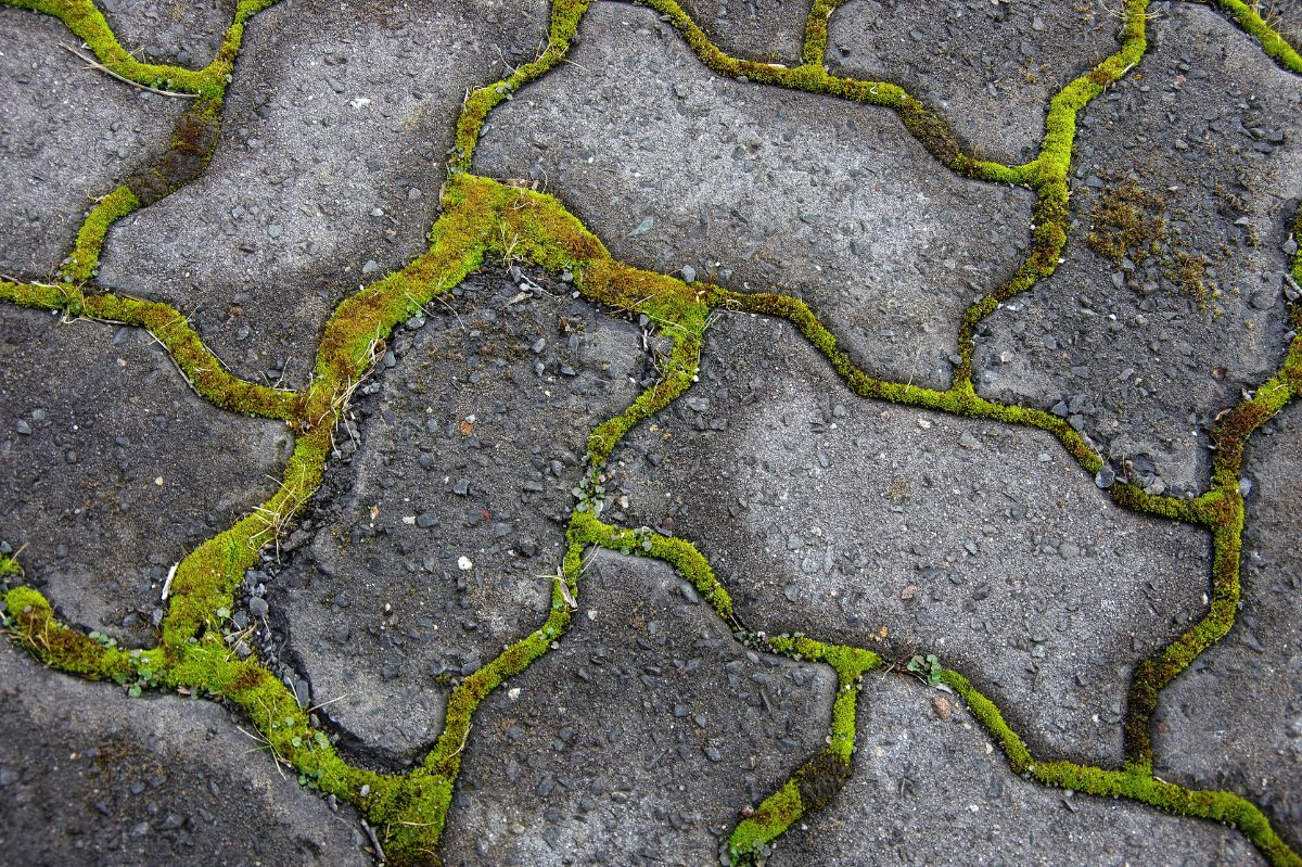 A simple trick to eliminate moss from your cobblestone path