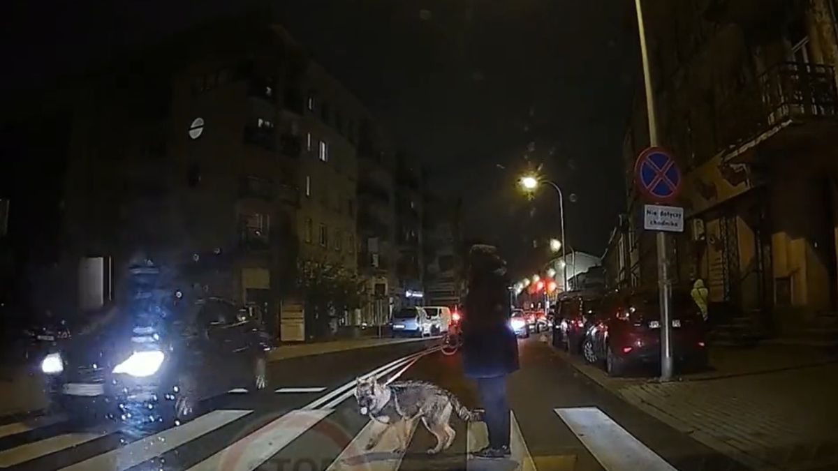 Kierowcy w Kaliszu długo nie przepuszczali na przejściu pieszej z psem