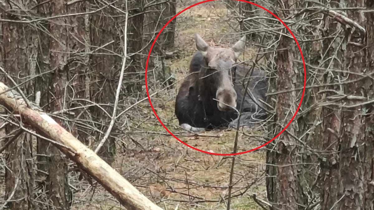 Taki widok napotkał grzybiarz w woj. lubuskim