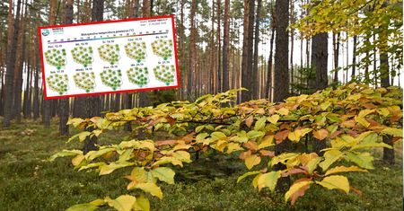 Nadchodzi jesienne ochłodzenie? W prognozach widać spadek temperatur