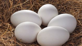 Kosztuje prawie pięć razy tyle, co kurze jajko. Wartościowe źródło białka