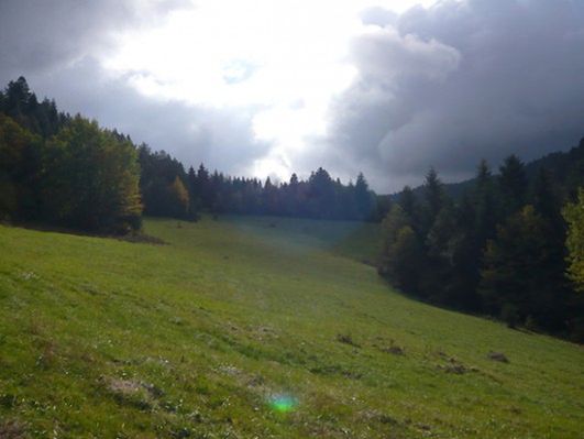 Obraz