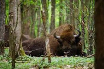Spotkanie z przyrodą. Piknik Podlaskich Parków Narodowych i Krajobrazowych już w niedzielę w Białowieży