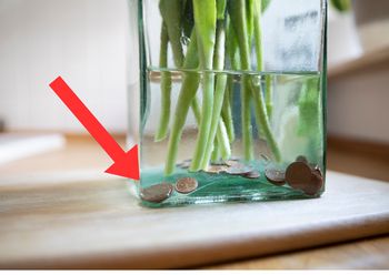 Co zrobić, by tulipany dłużej stały w wazonie? Prosty trik