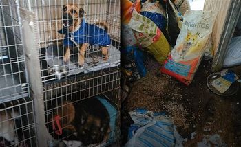 Horror trwa. Oto nowe miejsce dla uratowanych psów z Sobolewa: krew, zwłoki, ciasne klatki