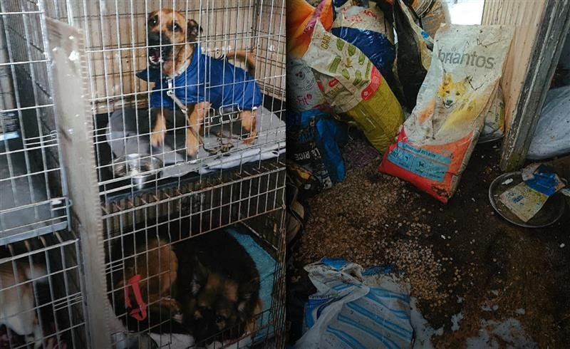 Horror trwa. Psów z Sobolewa znaleźli w gorszym schronisku