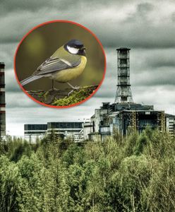 Z ptakami z Czarnobyla jest coś nie tak. Są dziwnie zmienione