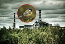 Z ptakami z Czarnobyla jest coś nie tak. Są dziwnie zmienione