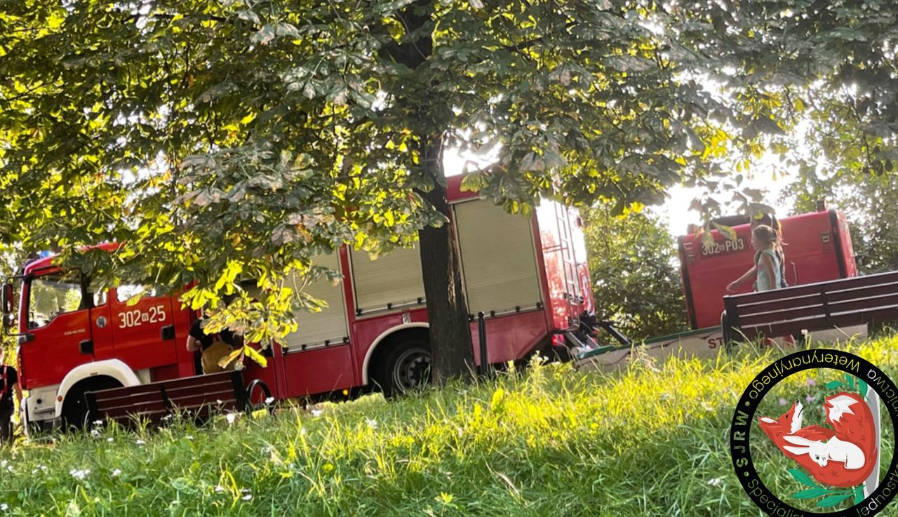 Warszawa. Trucizna w wodzie Glinianek Szczęśliwickich. Kaczki uratowane