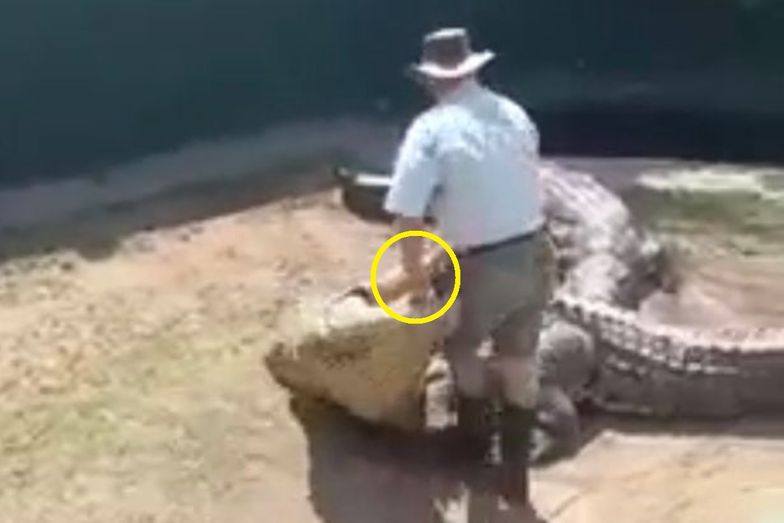 Gigantyczny krokodyl zaatakował tresera. Wszystko na oczach świadków