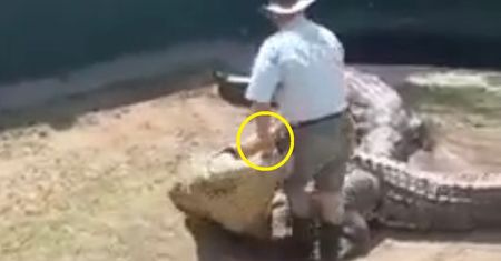 Gigantyczny krokodyl zaatakował tresera. Wszystko na oczach świadków