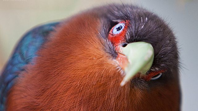 Widzenie tetrachromatyczne. Dlaczego niektórzy ludzie mają wzrok jak ptaki? 1