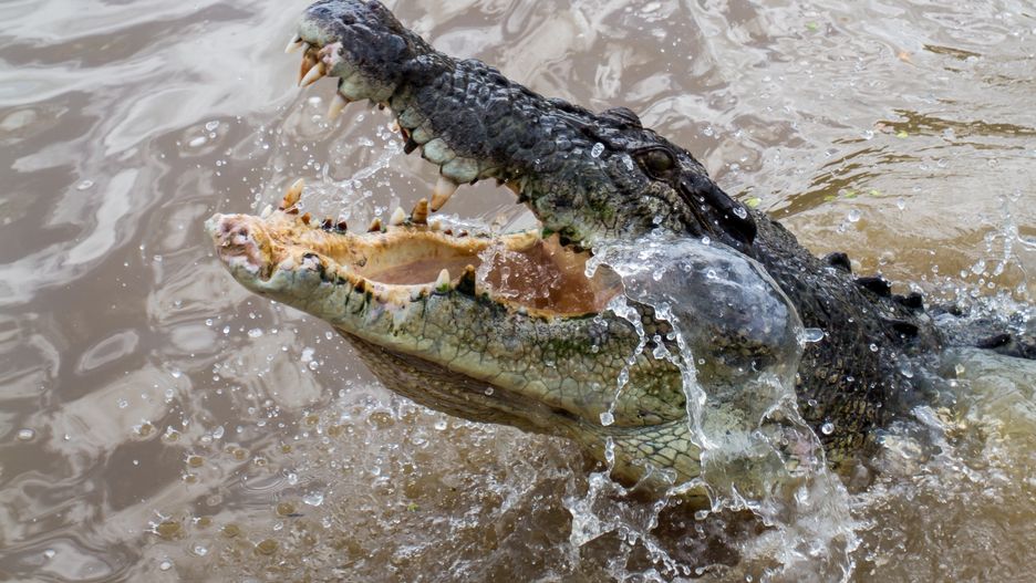 Krokodyl rzucił się na turystę zażywającego kąpieli 