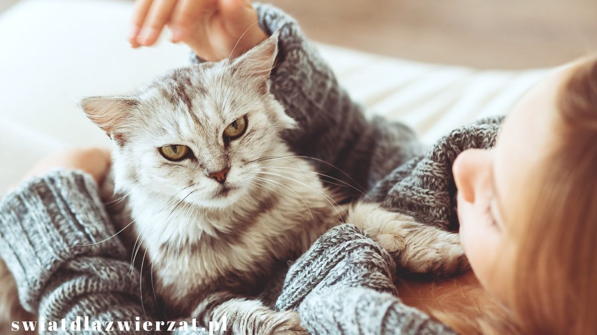 felinoterapia, czyli leczenie kotem