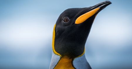 Linux wyprzedził macOS-a. Steam Deck w tym pomógł