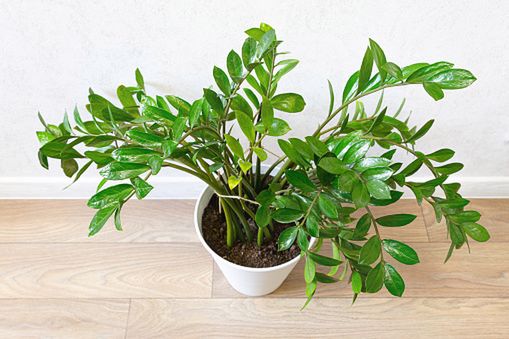 Zamioculcas zamiifolia jest rośliną trującą