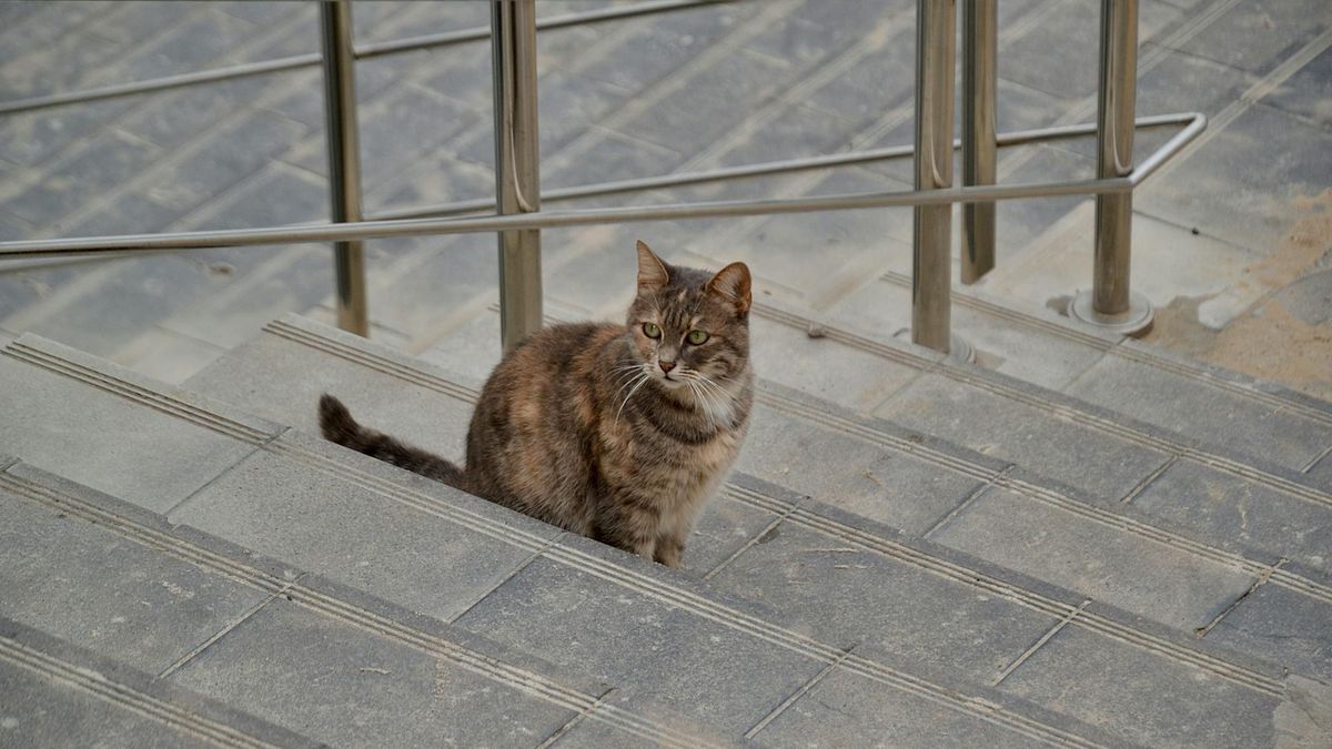 Sławomir C. zastrzelił kota sąsiada [zdj. ilustracyjne] 