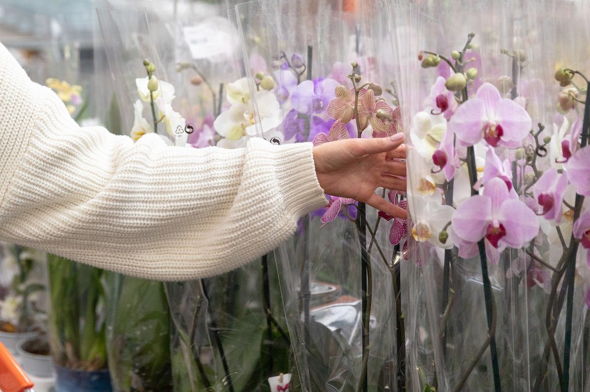 Natürlicher Orchideen-Dünger: Bananenschale statt Chemie!
