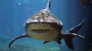 Farba inspirowana skórą rekina 1