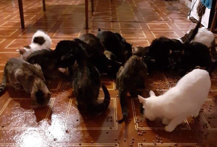 Jedlina-Zdrój. Zmarła właścicielka 17 kotów. Pilnie potrzebna pomoc