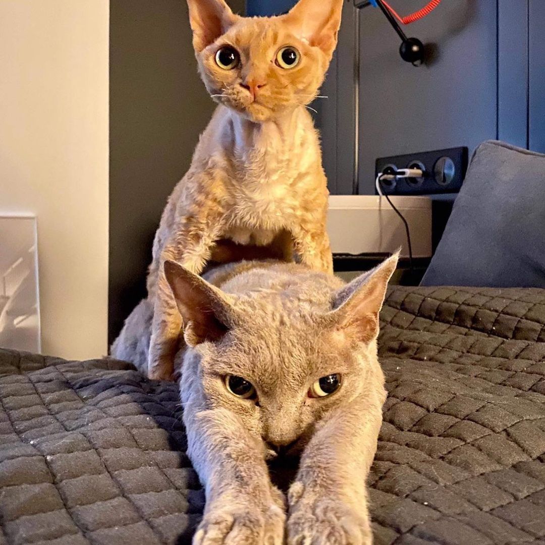 Mieszkanie Mateusza Gesslera