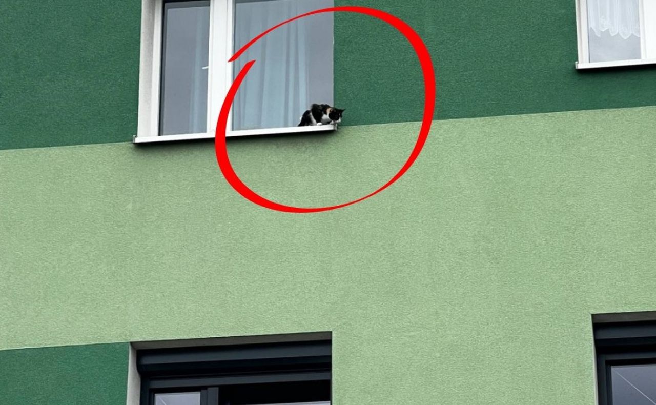 "Nietypowe zgłoszenie". Przyłapany właściciel zapłaci mandat