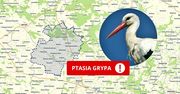 Płońsk: Wirus poza fermą. Ptasia grypa atakuje dzikie ptactwo