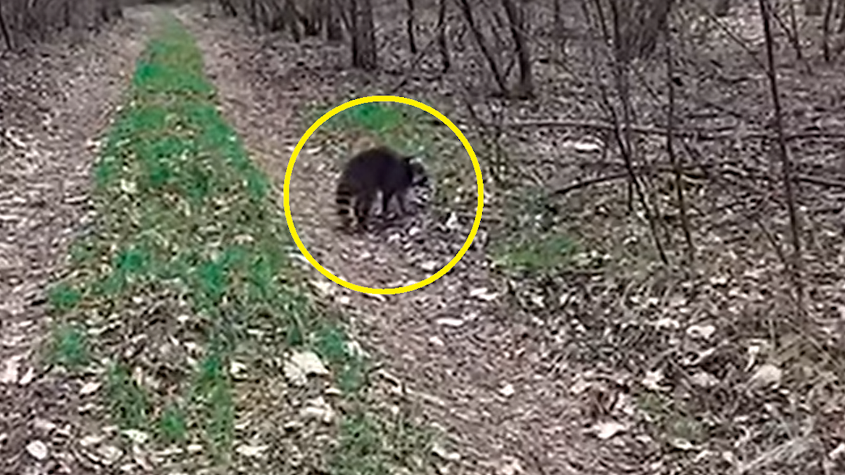 Szopy niepokoją mieszkańców woj. lubuskiego 