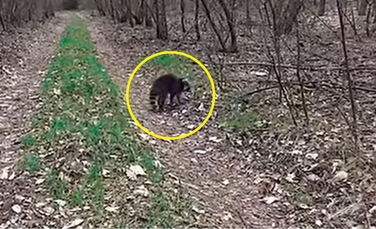 Opanowują zachodnią Polskę. Trafiły tu w latach 50. "Załamujemy ręce"