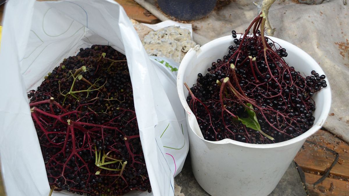 Czarny bez- Pyszności