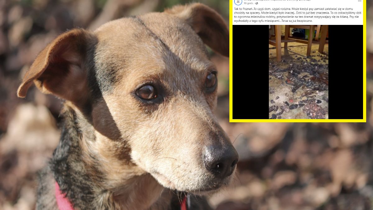 Dramat psów w poznańskim mieszkaniu