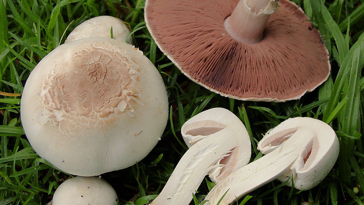 pieczarką karbolową