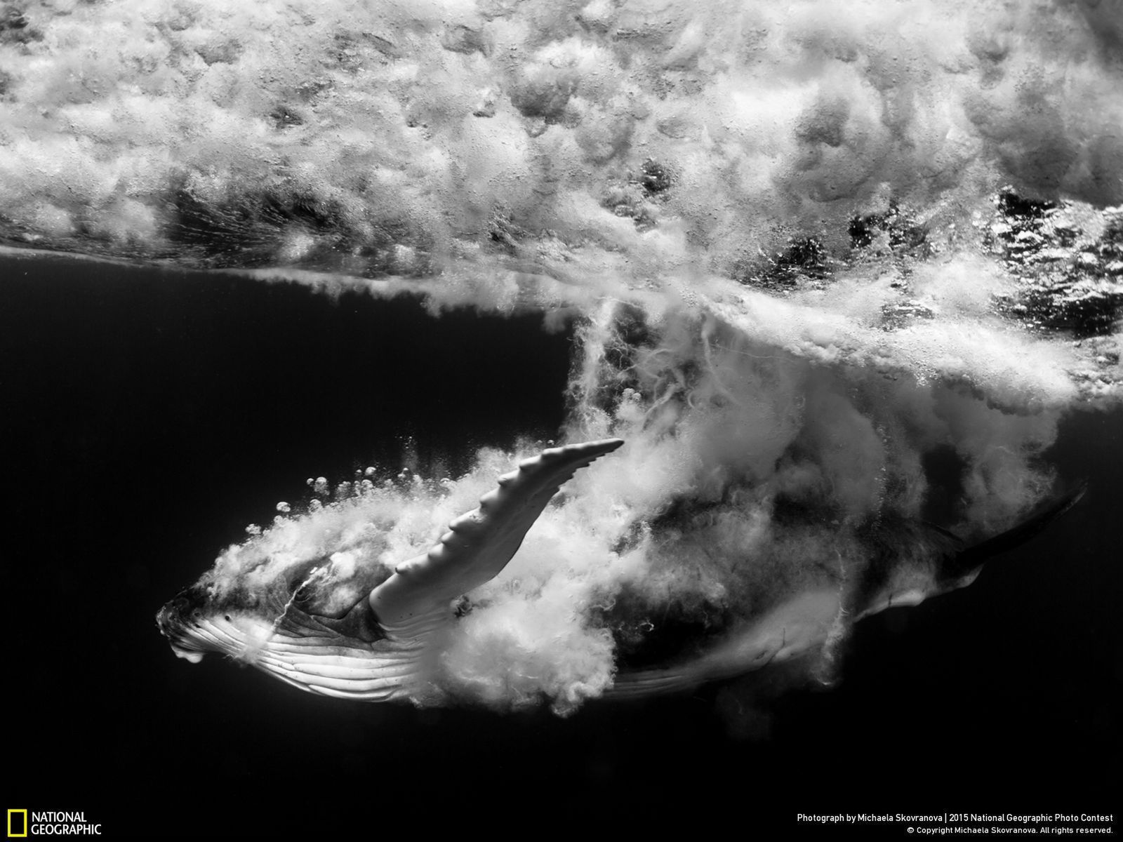 Zachwycają przyroda, czyli najlepsze zgłoszenia National Geographic Photo Contest 2015 4