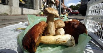 Łódź: Kiedy będą grzyby? Po deszczach pogoda sprzyja grzybiarzom!