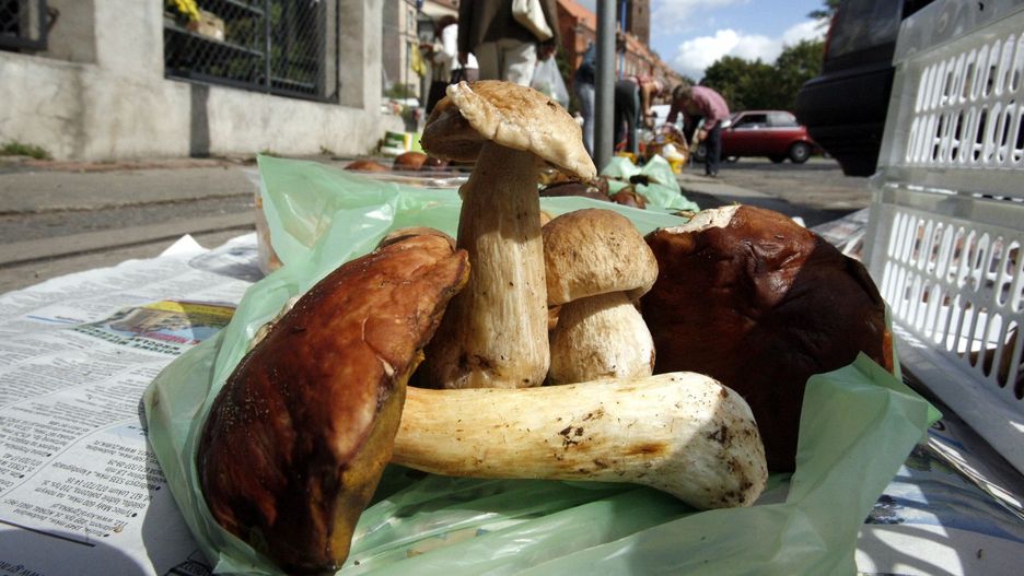 31.08.2008 LEGNICA GRZYBY SPRZEDAWANE PRZY LEGNICKIM TARGOWISKU GRZYB GRZYBY LEGNICA PRAWDZIWEK BOROWIK HANDEL. GAZETA WROCLAWSKA FOT. PIOTR KRZYZANOWSKI/POLSKAPRESSE