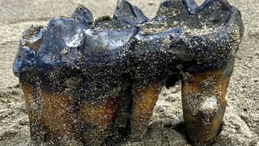 Niezwykłe odkrycie na kalifornijskiej plaży