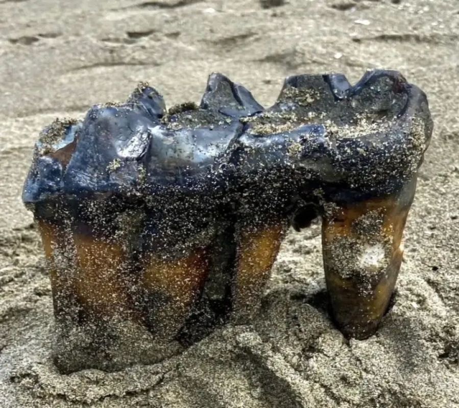 "Extraordinary discovery on a Californian beach"