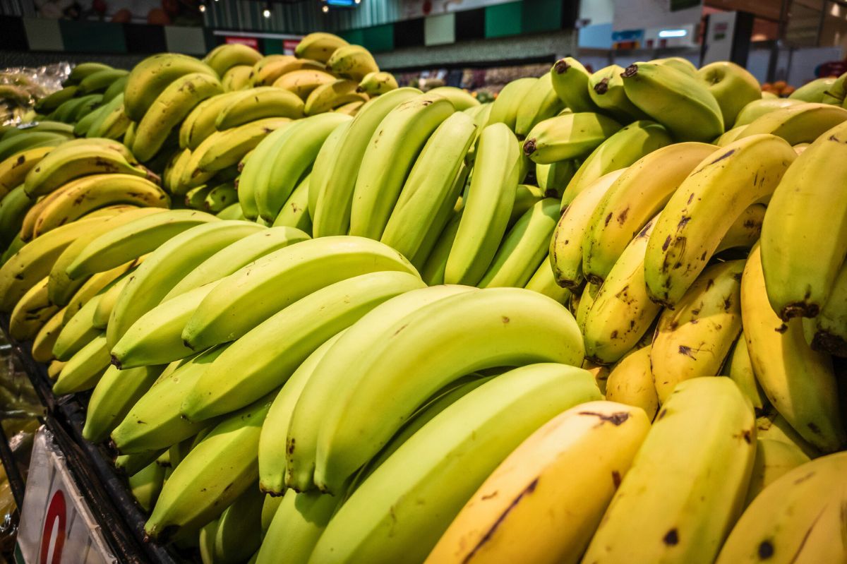 Plantacje bananów zagrożone. Już niedługo mogą zniknąć ze sklepów