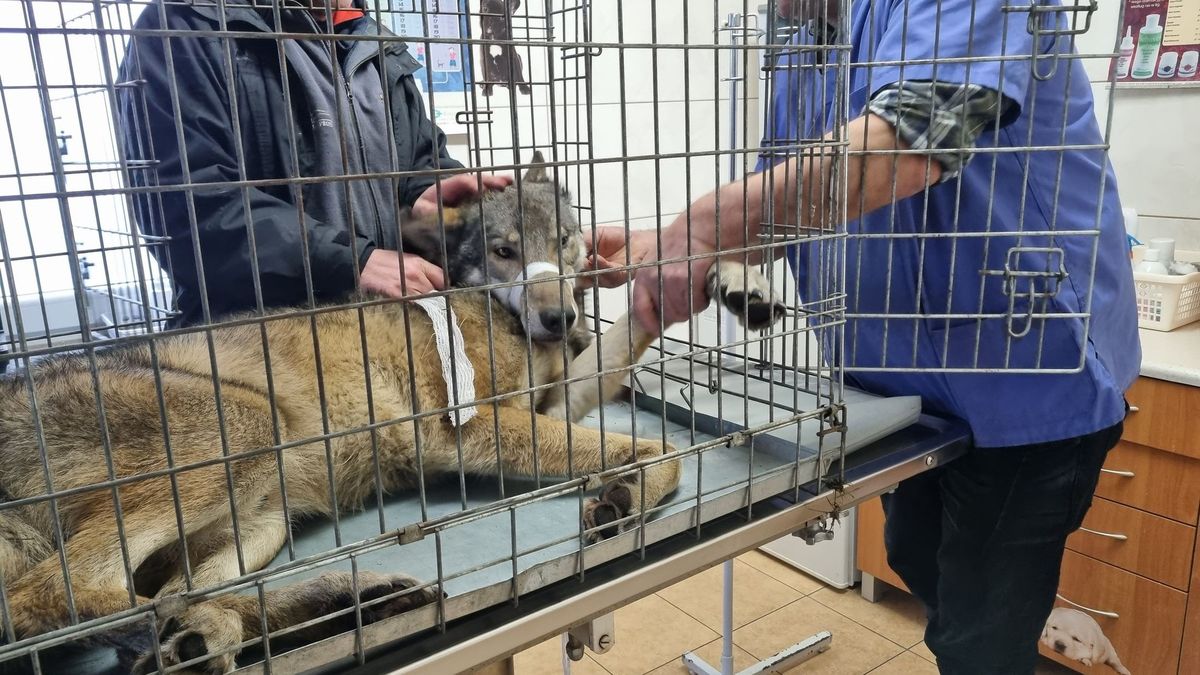 Wilk uratowany. Udana akcja leśników i fundacji 