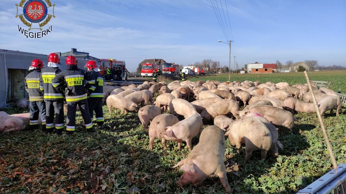 Strażacy interweniowali w sprawie niecodziennego wypadku