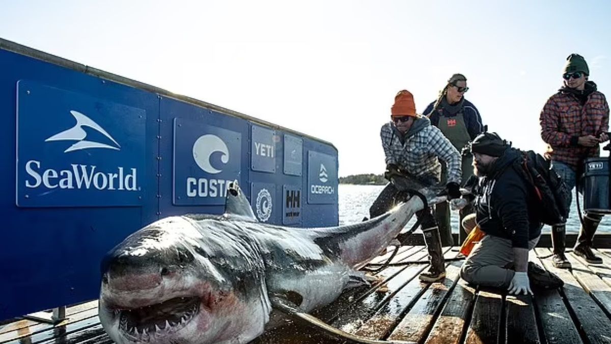 Miejscowość Jersey Shore cieszy się złą sławą właśnie z powodu rekinów. W ubiegłym wieku doszło tam do tragedii 