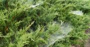 Zauważyłeś pajęczyny na iglakach? Działaj szybko, zanim roślina zacznie zamierać