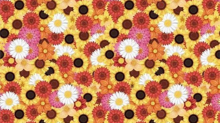 Na zdjęciu znajduje się pszczoła