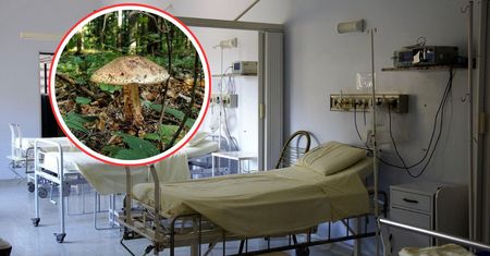 Małżeństwo zjadło grzyby. Kobieta nie żyje, mężczyzna w szpitalu