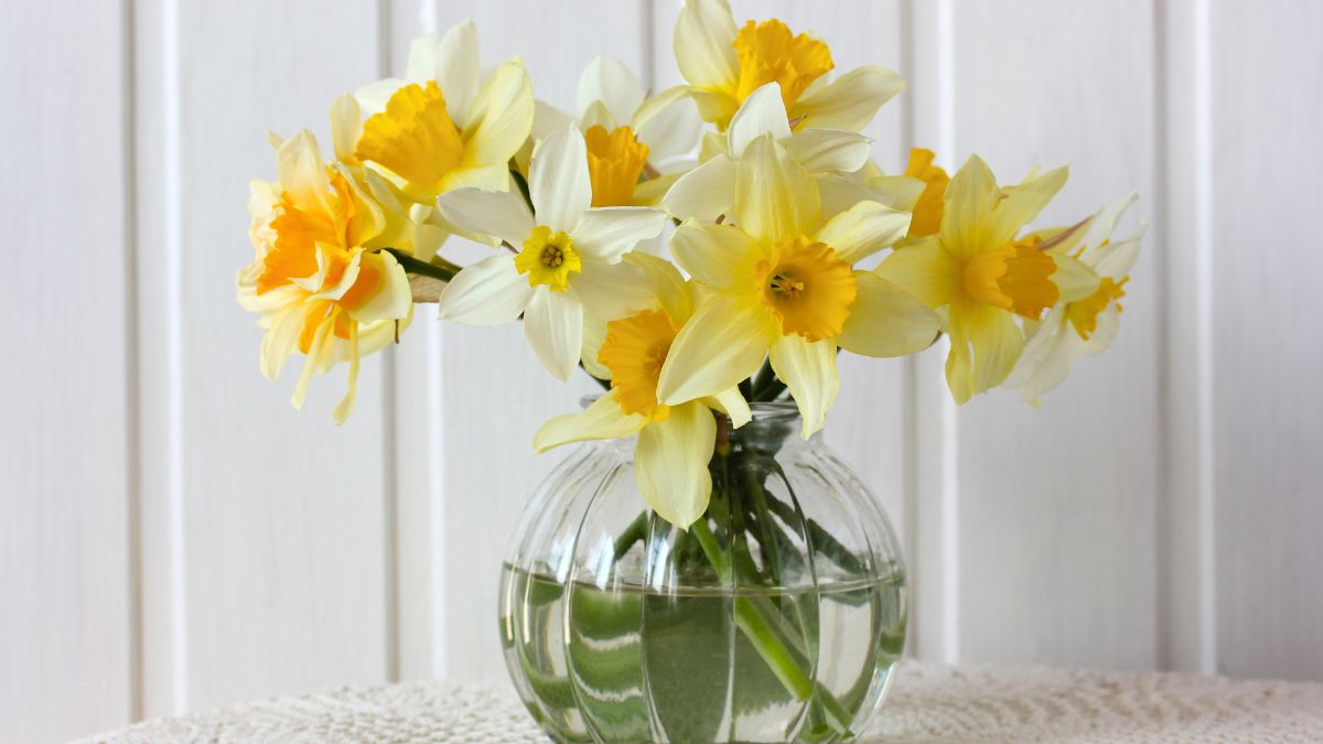 Jak dbać o żonkile?