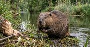 Bobry kluczem do ochrony klimatu. Natura dostarcza nam darmowej technologii