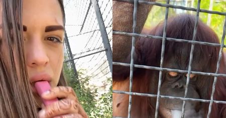 Rosjanka poszła do ZOO. Pokazała orangutana. Wywołała gniew
