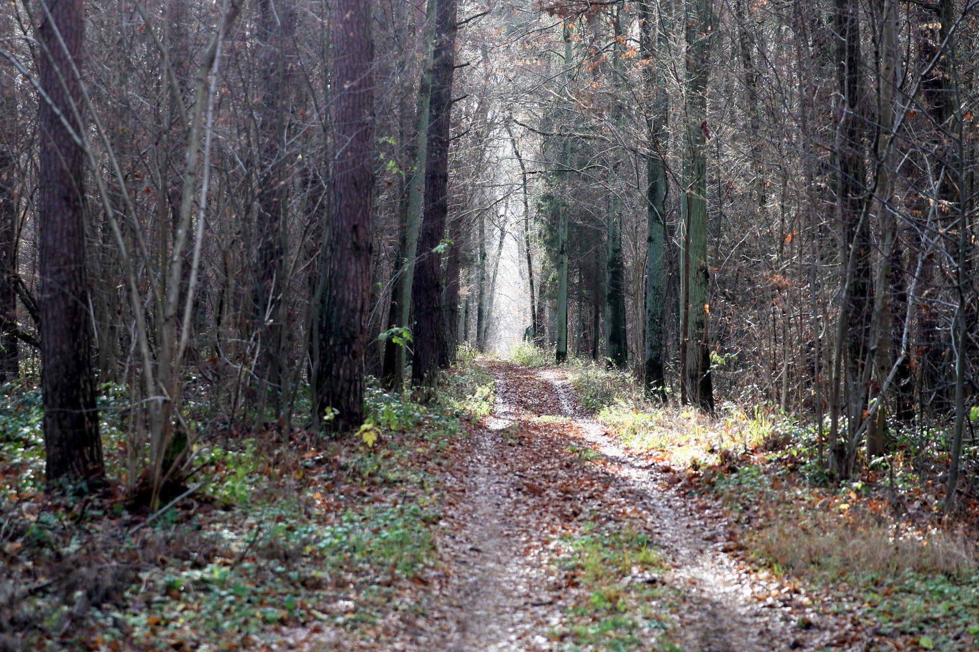Jesień wycisza okolice Zalewu Zemborzyckiego, odsłaniając inne oblicze jednego z najczęściej odwiedzanych terenów rekreacyjnych Lublina. Zamiast letniego gwaru - wilgotne ścieżki, stłumione barwy i pojedynczy spacerowicze. Ten fotoreportaż pokazuje, jak zmienia się rytm życia nad zalewem, gdy sezon letni ustępuje miejsca jesiennej codzienności.